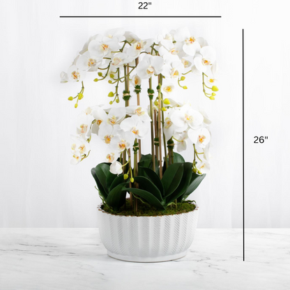 Grand White Orchid Centerpiece in Ceramic Vase — 26″