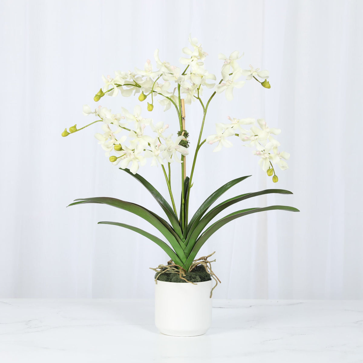 White Vanda Orchid Arrangement — 24″