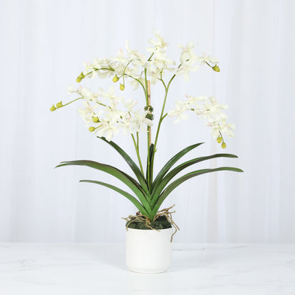 White Vanda Orchid Arrangement — 24″