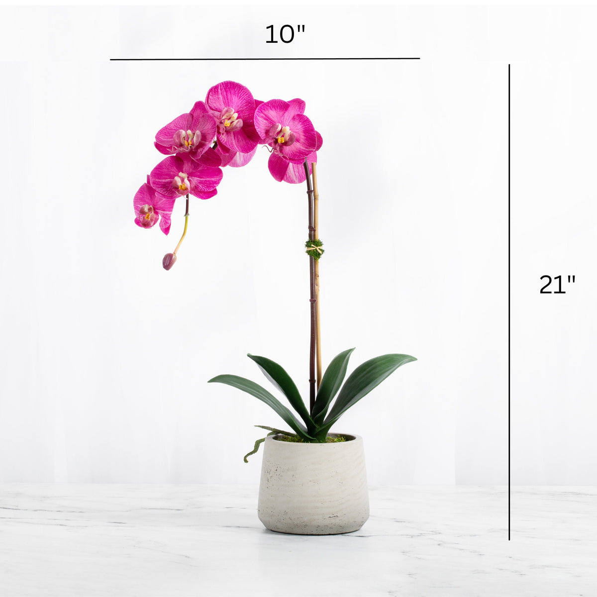 Pink Phalaenopsis Orchid in Textured Planter — 21″