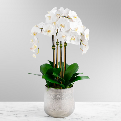 Tall white orchid arrangement in a textured silver vase, 30 inches high