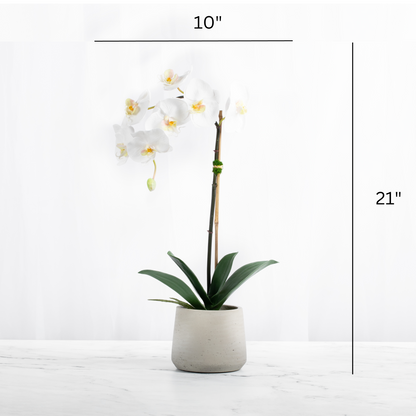 White Phalaenopsis Orchid in Textured Planter — 21″