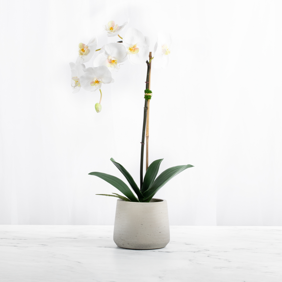 White Phalaenopsis orchid arrangement in a textured white planter, 21 inches tall