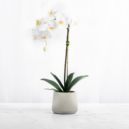 White Phalaenopsis orchid arrangement in a textured white planter, 21 inches tall