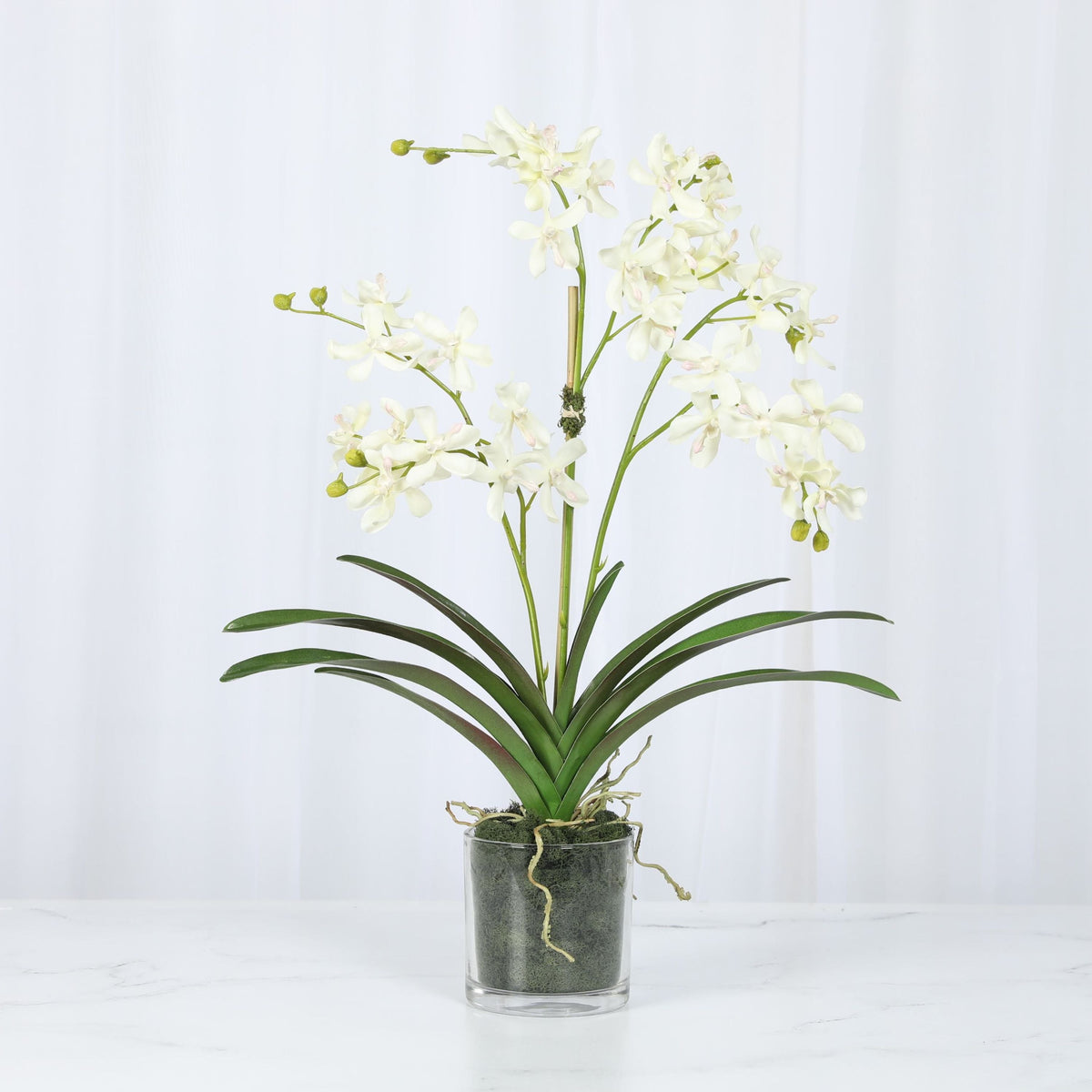 White Vanda Orchid Arrangement — 24″