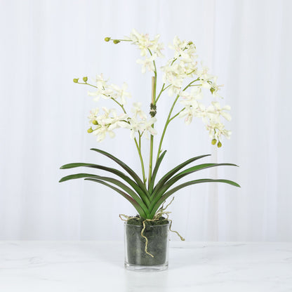 White Vanda Orchid Arrangement — 24″