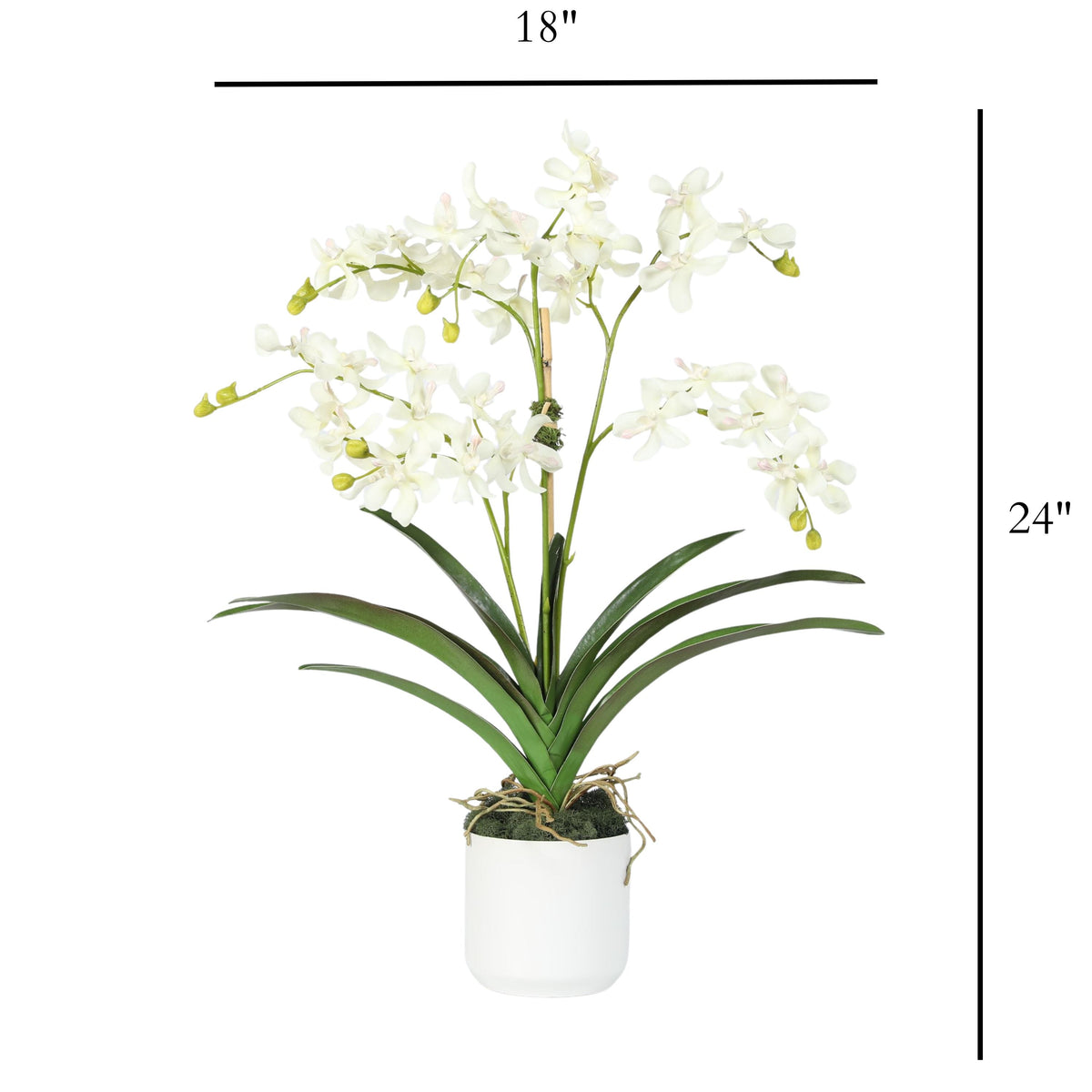 White Vanda Orchid Arrangement — 24″