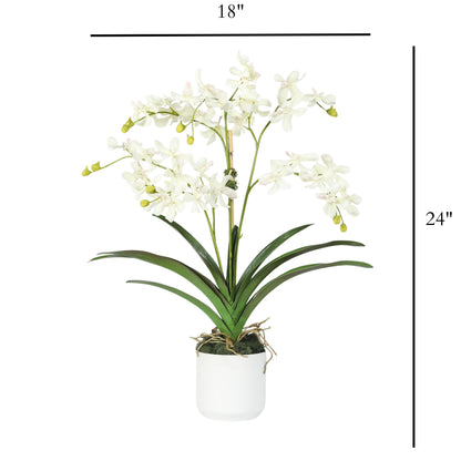 White Vanda Orchid Arrangement — 24″