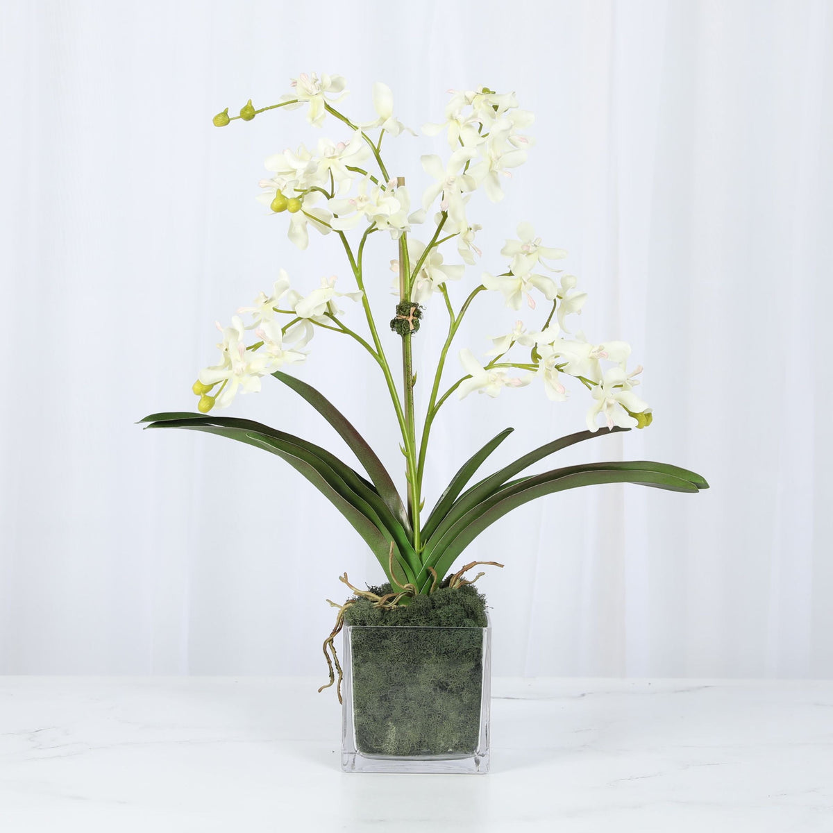 White Vanda Orchid Arrangement — 24″