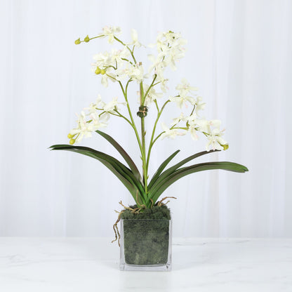 White Vanda Orchid Arrangement — 24″