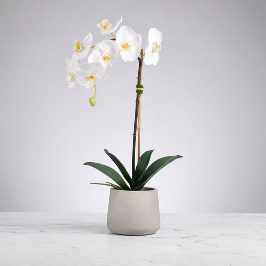 White Phalaenopsis Orchid in Textured Planter — 21″