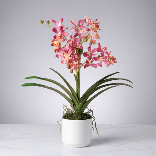 Pink Vanda Orchid Arrangement — 24″