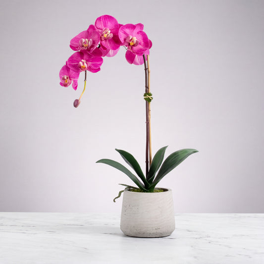 Pink Phalaenopsis Orchid in Textured Planter — 21″
