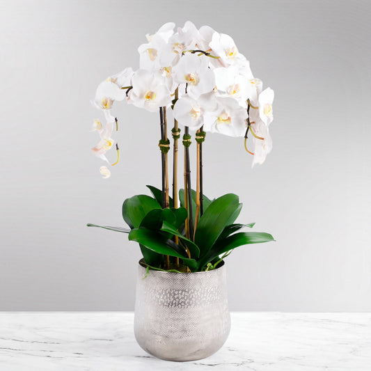 Tall White Orchid Arrangement in Silver Vase — 30″