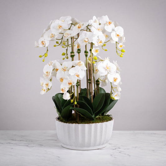Grand White Orchid Centerpiece in Ceramic Vase — 26″