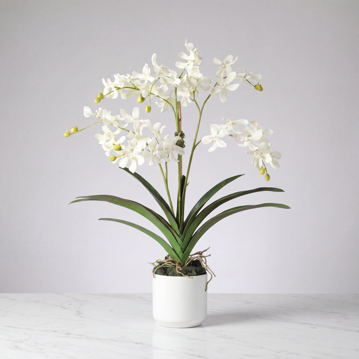 White Vanda Orchid Arrangement — 24″