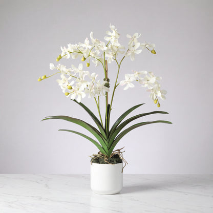 White Vanda Orchid Arrangement — 24″