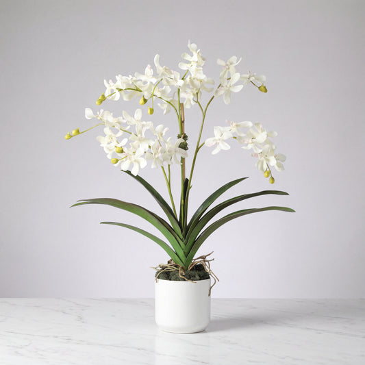 White Vanda Orchid Arrangement — 24″