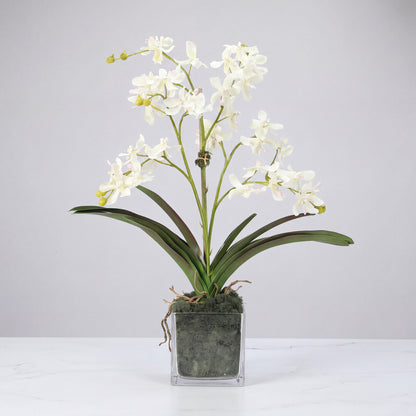 White Vanda Orchid Arrangement — 24″