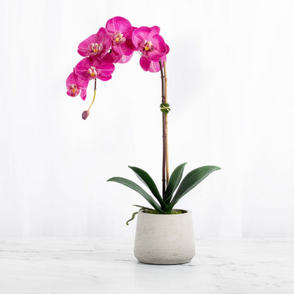 Blush Phalaenopsis orchid with broad green leaves in a white textured planter, 21 inches high