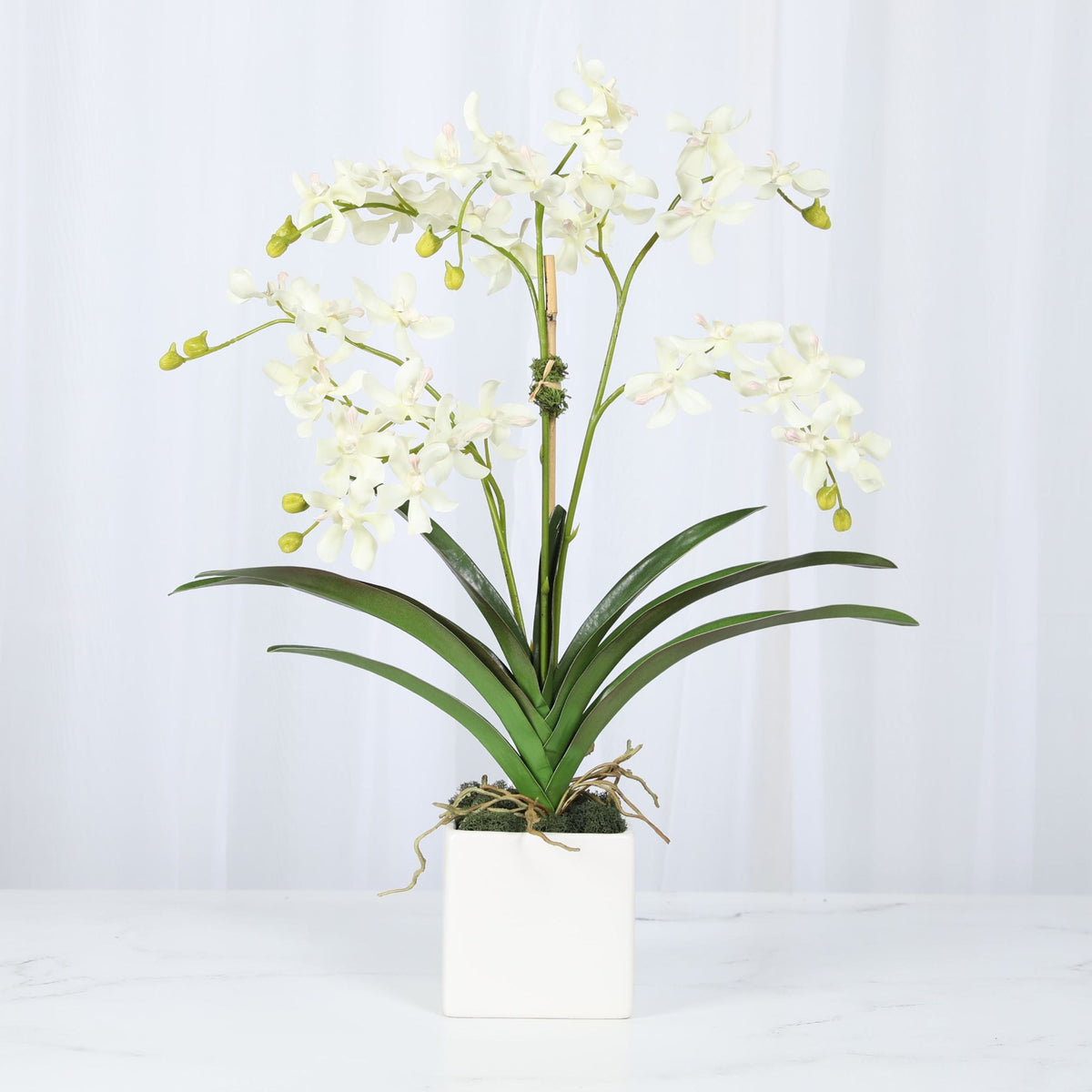 White Vanda Orchid Arrangement — 24″