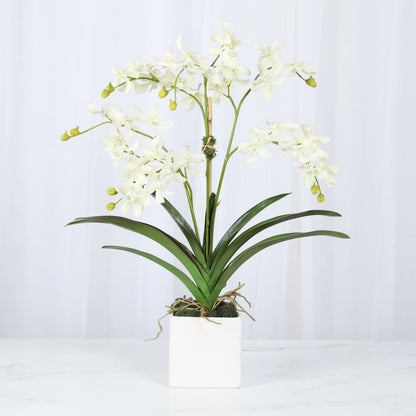 White Vanda Orchid Arrangement — 24″
